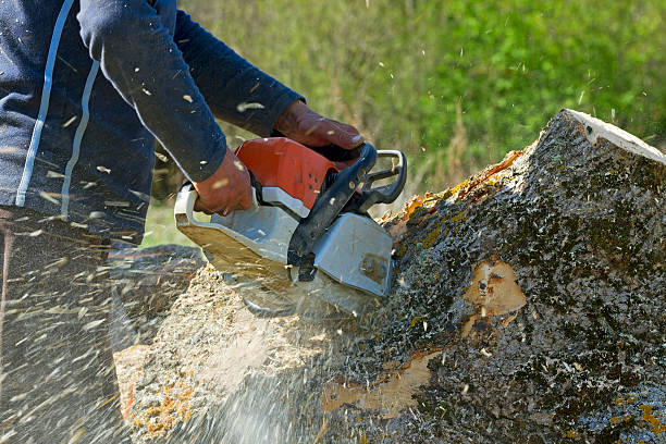 Best Tree Trimming and Pruning  in Cushing, OK